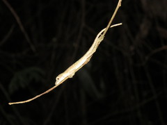 Anolis fuscoauratus