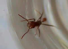 Ocymyrmex