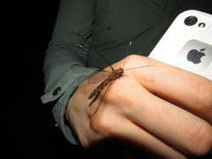 Haploglenius extensus