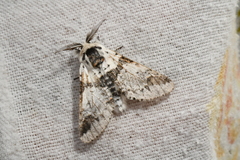 Furcula scolopendrina