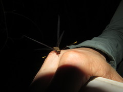 Haploglenius extensus