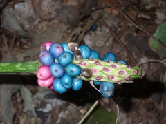 Amorphophallus kiusianus