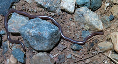 Myriopholis longicauda