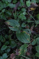 Maianthemum bifolium