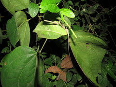 Cycloptera speculata