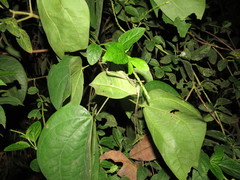 Cycloptera speculata