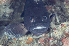 Epinephelus