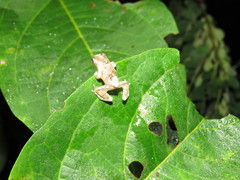 Dendropsophus acreanus