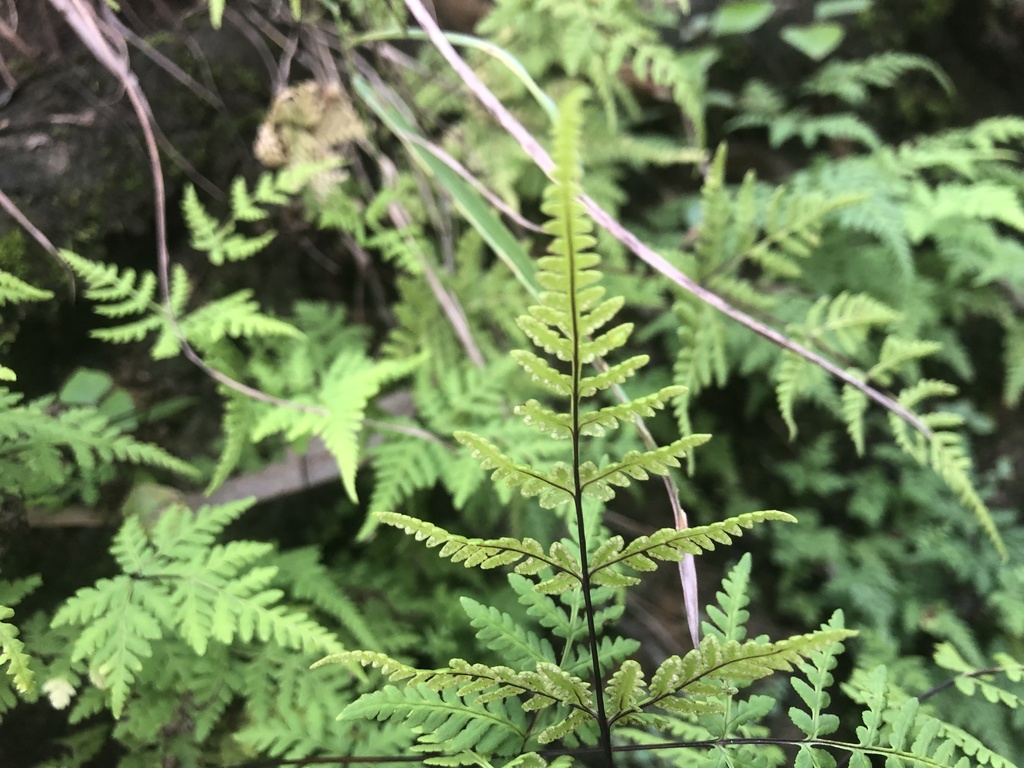 Oeosporangium hancockii