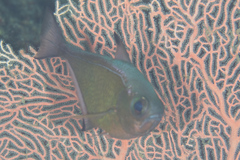 Pempheris vanicolensis
