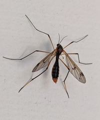 Ptychoptera albimana