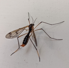 Ptychoptera albimana