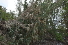 Arundo donax