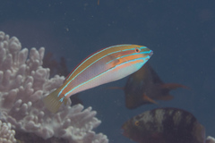 Stethojulis trilineata