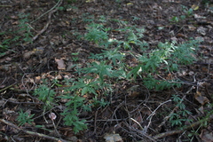 Galium intermedium