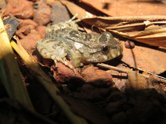 Leptodactylus knudseni