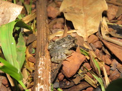 Leptodactylus knudseni