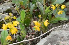 Polystachya pubescens