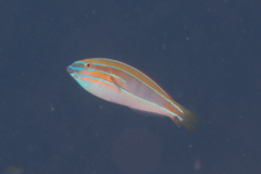 Stethojulis trilineata