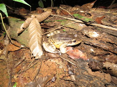 Leptodactylus knudseni
