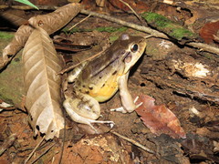 Leptodactylus knudseni