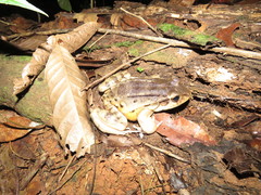 Leptodactylus knudseni