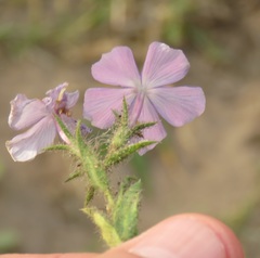 Phlox glabriflora