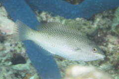 Stethojulis trilineata