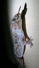 Chondrodactylus turneri