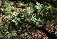Galium intermedium