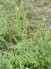 Ambrosia artemisiifolia