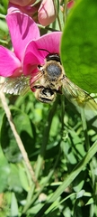 Megachile ericetorum