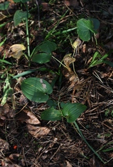 Maianthemum bifolium