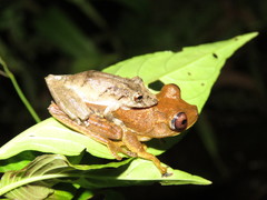 Scinax nebulosus