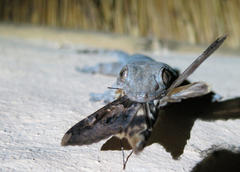 Homopholis walbergii