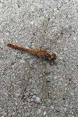 Sympetrum sanguineum
