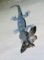 Homopholis walbergii