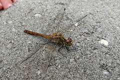 Sympetrum sanguineum