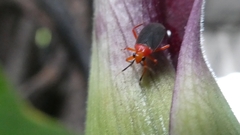 Neella eucosma