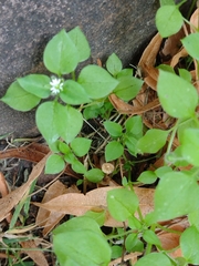 Stellaria media