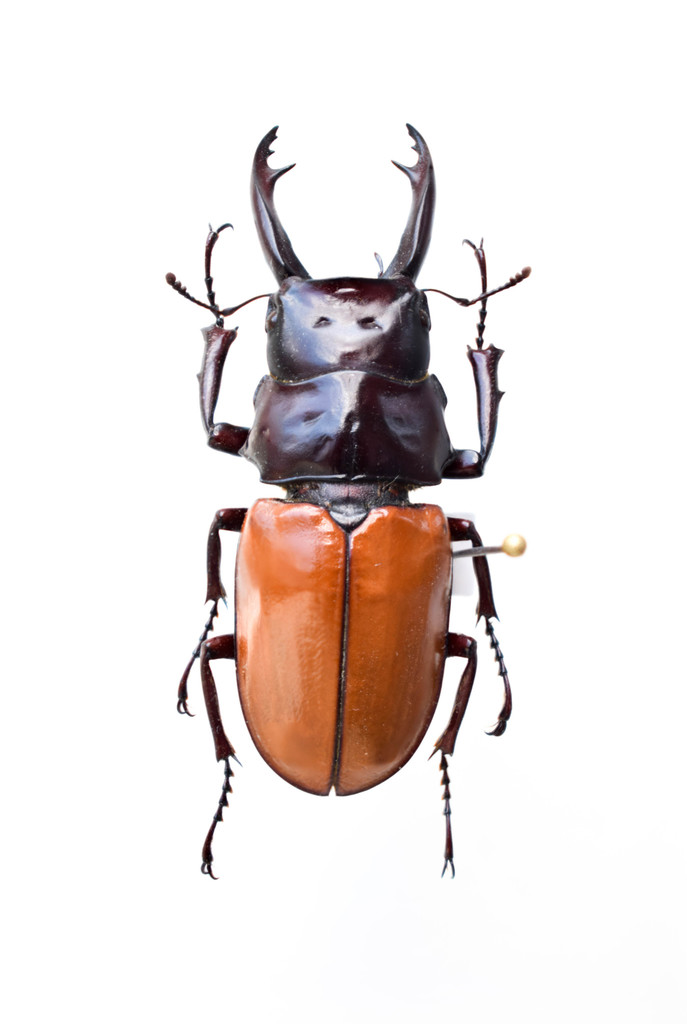 Odontolabis sarasinorum
