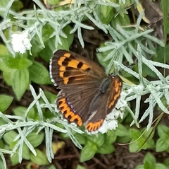 Lycaena panava