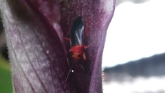 Neella eucosma