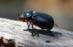 Cyphonistes vallatus