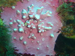 Stylaster nobilis