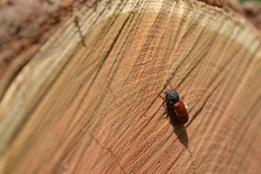 Bostrichus capucinus