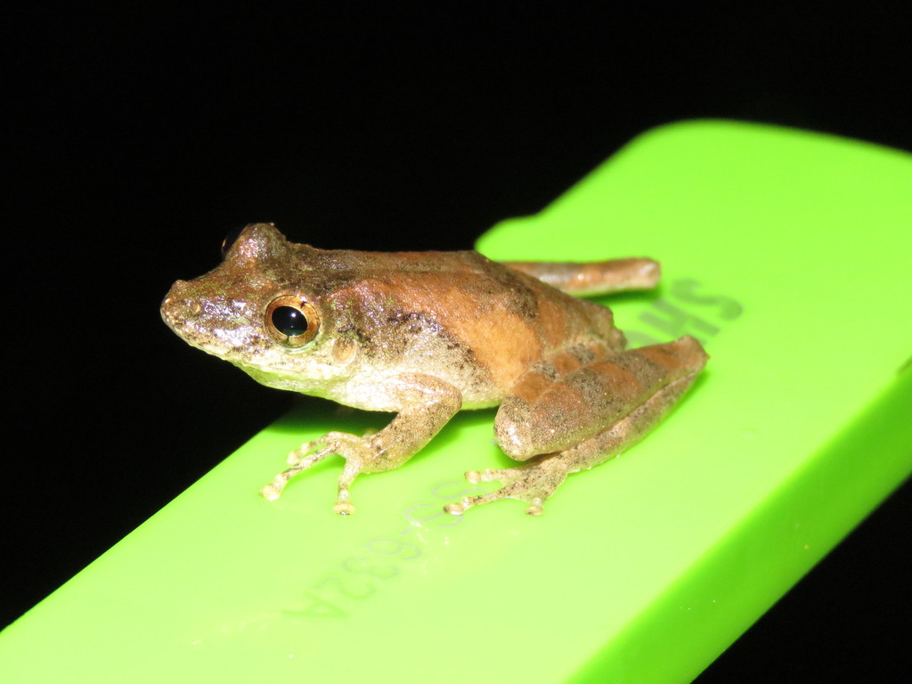 Spix's Snouted Treefrog
