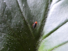 Neella eucosma