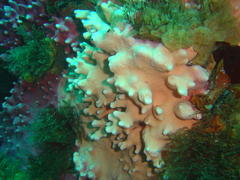 Stylaster nobilis