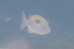 Lethrinus semicinctus